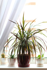 Pianta Dracena