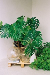 Pianta Monstera Deliziosa
